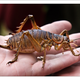 Illustration for article titled The Worlds Biggest Insect Is So Freaking Huge It Can Eat a Carrot